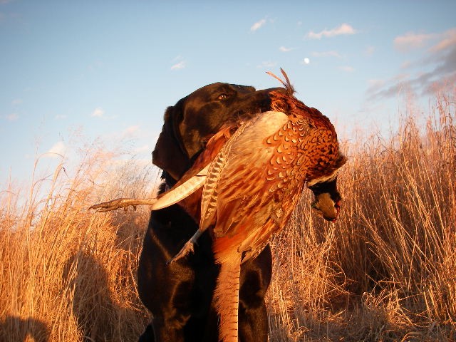 BIG PHEASANT ROOSTER